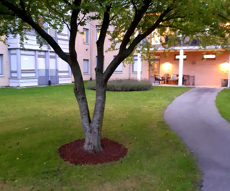 Träd på gräsmatte med en jordspegel runt. Hus skymtas i bakgrunden.