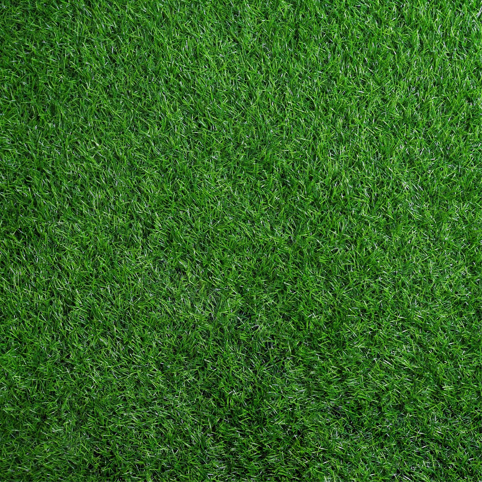 grass Dekorativ bild på gräs